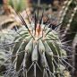 Preview: Copiapoa cinerea var. dealbata / longispina KK 609
